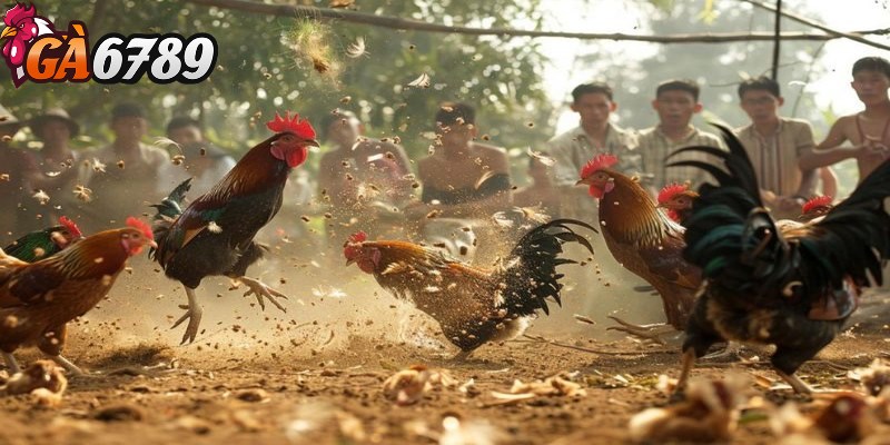 Đá gà Campuchia - Trải nghiệm cá cược kiếm tiền bền vững 1 Đá gà Campuchia từ lâu đã nổi lên là một lựa chọn giải trí hấp dẫn