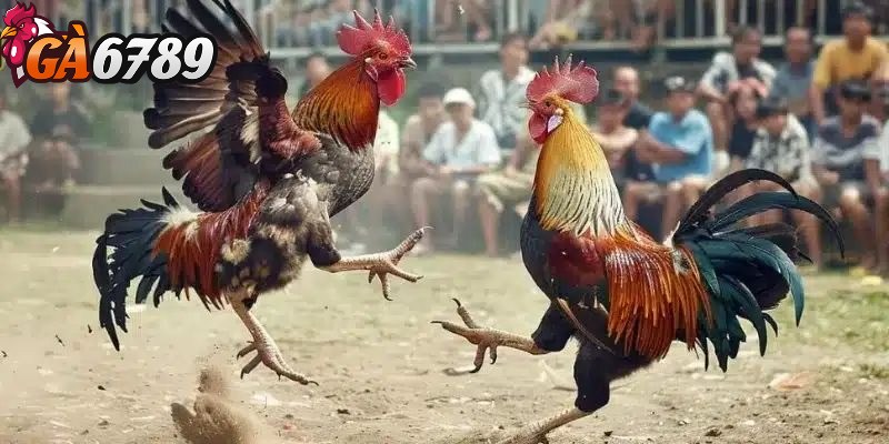 Đá gà cựa dao - Hình thức thi đấu đặc biệt và máu lửa 1 Đá gà cựa dao bắt nguồn từ các quốc gia Đông Nam Á