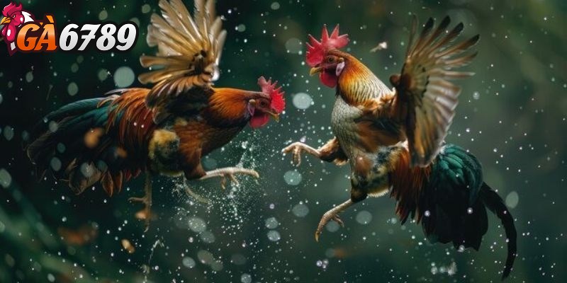 Đá gà cựa dao - Hình thức thi đấu đặc biệt và máu lửa 2 Đặc điểm nổi bật của loại hình cược đá gà cựa dao