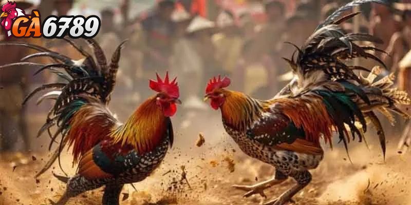 Đá gà cựa sắt - Giải trí cá cược thả ga không giới hạn 2 Những đặc điểm nổi bật về loại hình đá gà cựa sắt