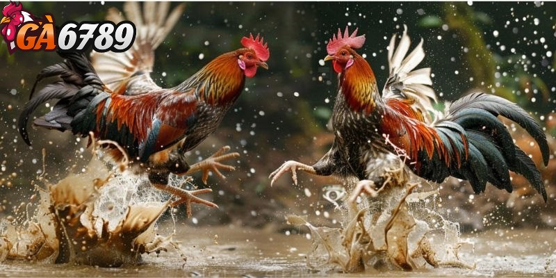 Đá gà cựa sắt - Giải trí cá cược thả ga không giới hạn 3 Quy định cụ thể về hình thức cá cược đá gà cựa sắt