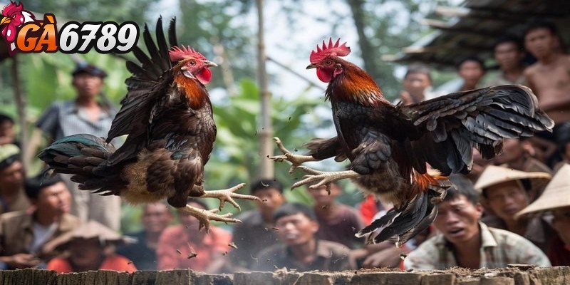 Đá gà đòn - Hình thức cá cược phổ biến và kịch tính 3 Bật mí chiến thuật cược đá gà đòn hay nhất từ sư kê