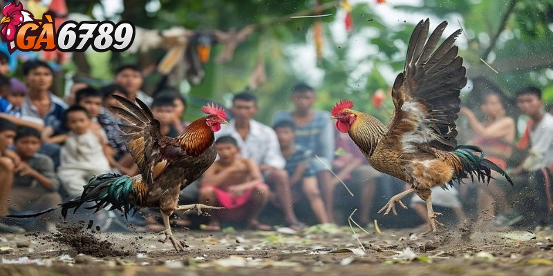 Đá gà đòn - Hình thức cá cược phổ biến và kịch tính 2 Tìm hiểu luật chơi đá gà đòn mới nhất hiện nay