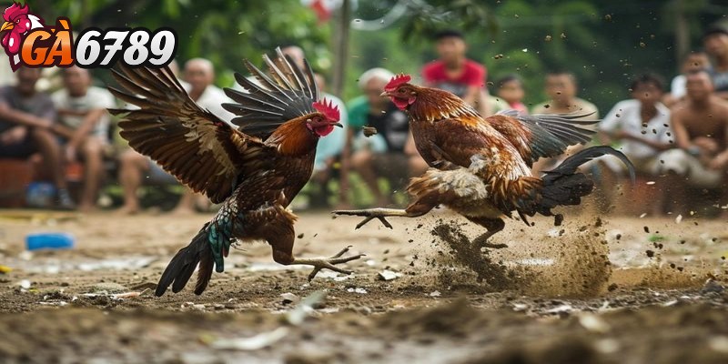 Đá gà đòn - Hình thức cá cược phổ biến và kịch tính 1 Đá gà đòn là một trò chơi giải trí nổi tiếng tại nhiều quốc gia