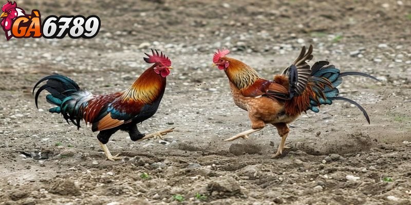 Đá gà Philippines - Điểm đến giải trí và cơ hội kiếm tiền 2 Quy định trong đấu trường đá gà Philippines