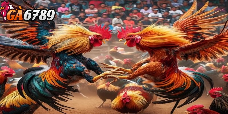 Đá gà Thomo - Lựa chọn giải trí hàng đầu của người chơi 2 Những thể loại đá gà Thomo thường hay gặp