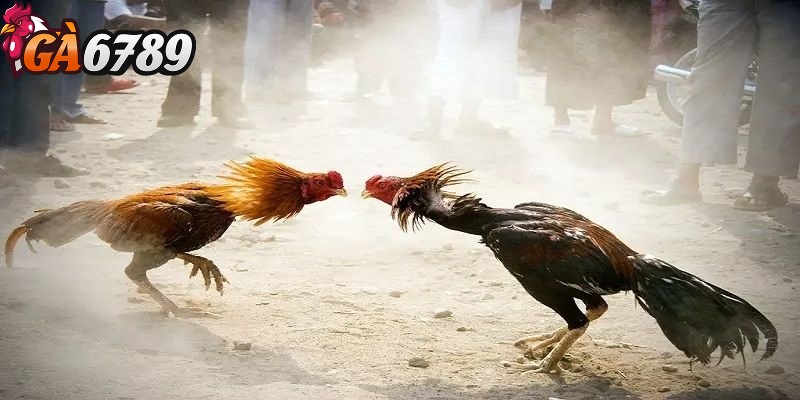 Đá gà trực tuyến GA6789 - Sân chơi cá cược uy tín hàng đầu 2 Đá gà cựa sắt là hình thức thi đấu có tính chất kịch tính và căng thẳng hơn