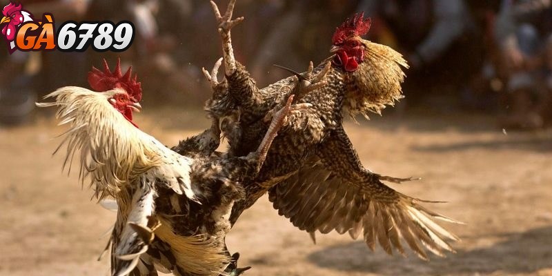 Đá gà trực tuyến GA6789 - Sân chơi cá cược uy tín hàng đầu 1 Đá gà trực tuyến GA6789 là một trong những nền tảng giải trí trực tuyến hàng đầu